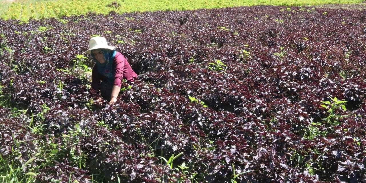 Yılda 5 defa hasadı yapılıyor! Dekarda 3,5 ton ürün veriyor: Japonlar tiryakisi oldu