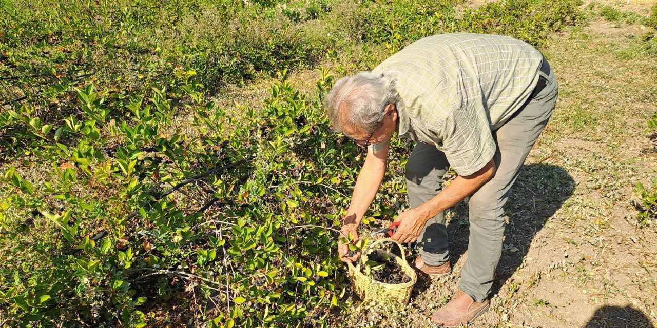 Süper meyvede hasat zamanı: 11 bin fidandan 135 ton rekolte bekleniyor
