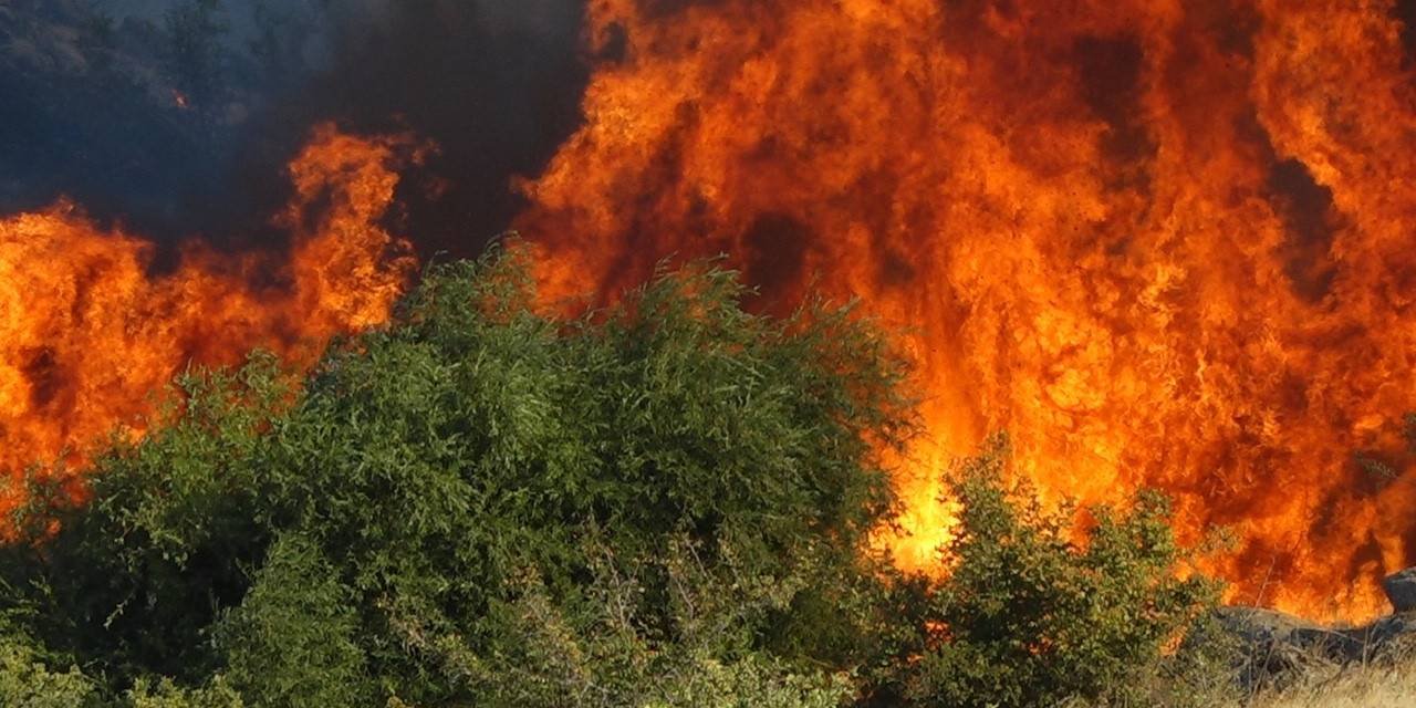 İstanbul'da 2 ayrı ağaçlık alanı ateşe verdiği iddia edilen şüpheli yakalandı