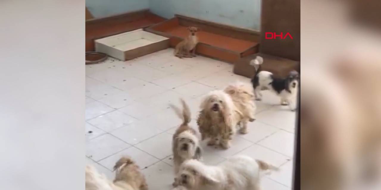 Evde tutulan 20 köpek kurtarıldı: Aynı adrese 3'üncü baskın