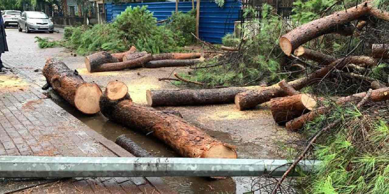 İzmit'te devrilen ağaç yolu kapattı!
