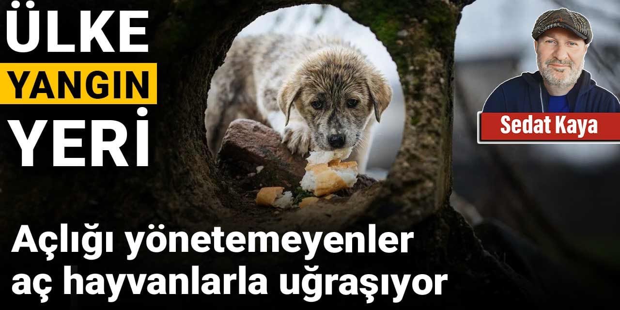 Açlığı yönetemeyenler aç hayvanlarla uğraşıyor: Ülke yangın yeri