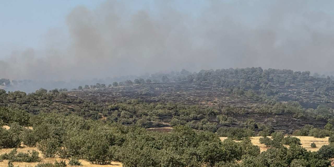 Mardin'de orman yangını