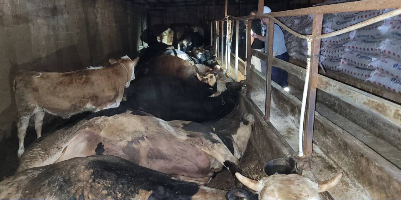 Samsun'da elektrik akımına kapılan 6 büyükbaş hayvan öldü