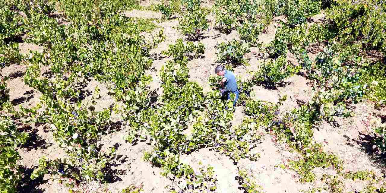 Kuraklık üzümü vurdu geçti