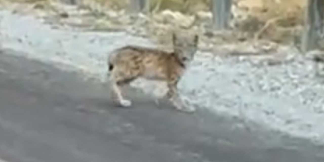 Van'da kırmızı listeye alınan vaşak görüntülendi