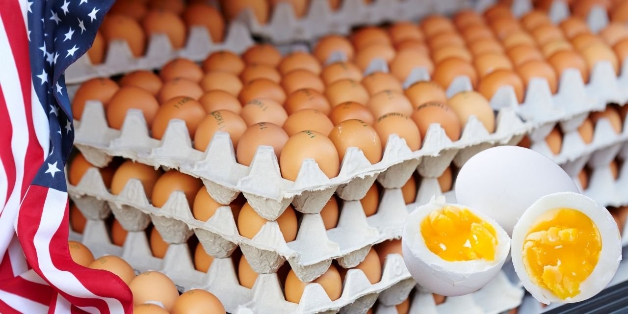 Salgın vurdu ABD Türkiye'den milyonlarca yumurta aldı