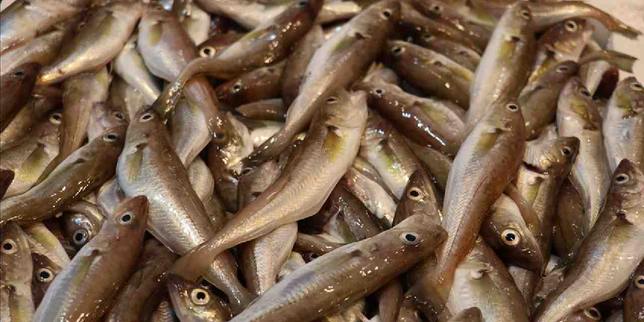 Balık çeşitleri tezgahları süslüyor: İşte mezgit, istavrit, hamsi ve levrek fiyatı...