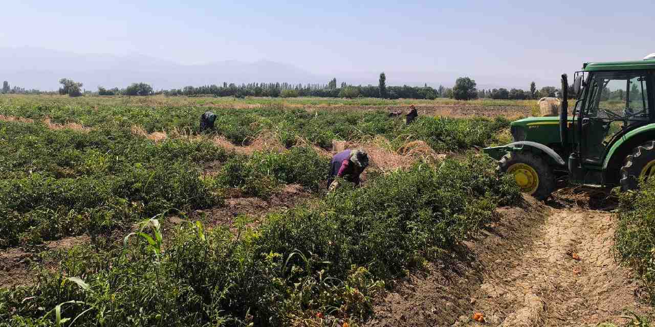 Iğdır'da hasadı başladı: Kilosu 10 TL'den 7 ton hasat bekliyor!