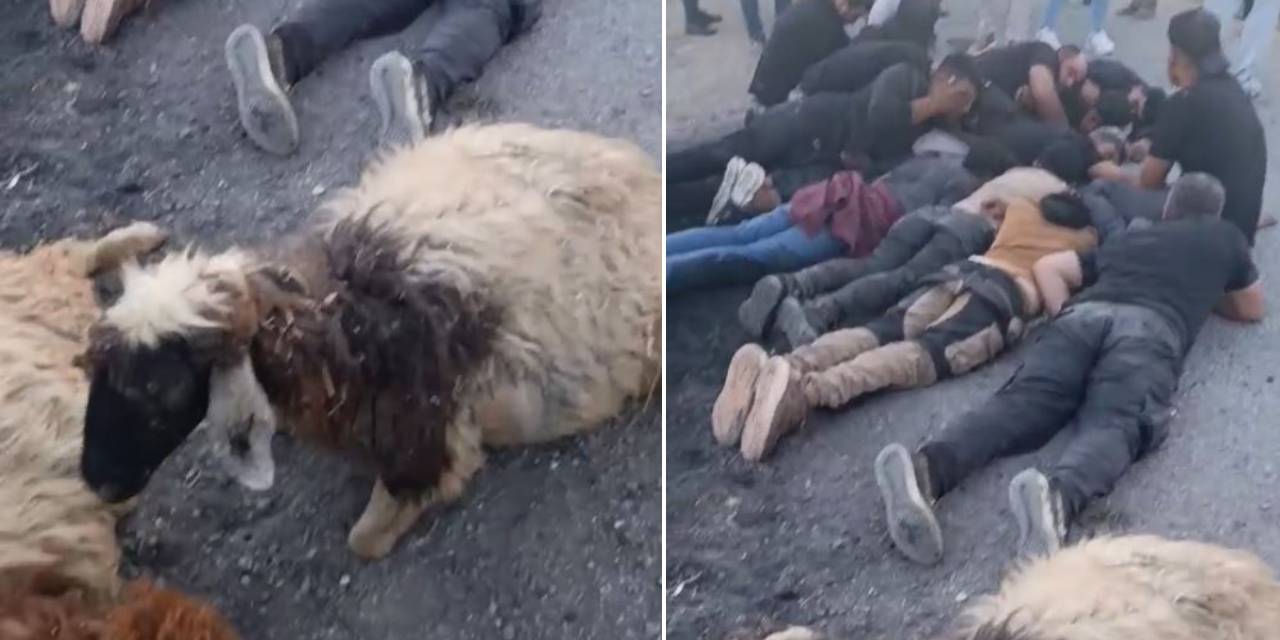 Koyun sürüsüne çarpan otomobilden 14 kaçak göçmen çıktı: Sürücü kaçtı