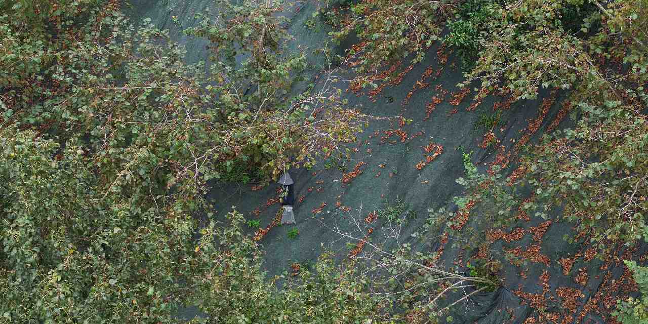 Trabzon'da hasadı başladı! File örtüyle yapılıyor, çuval çuval satılıyor