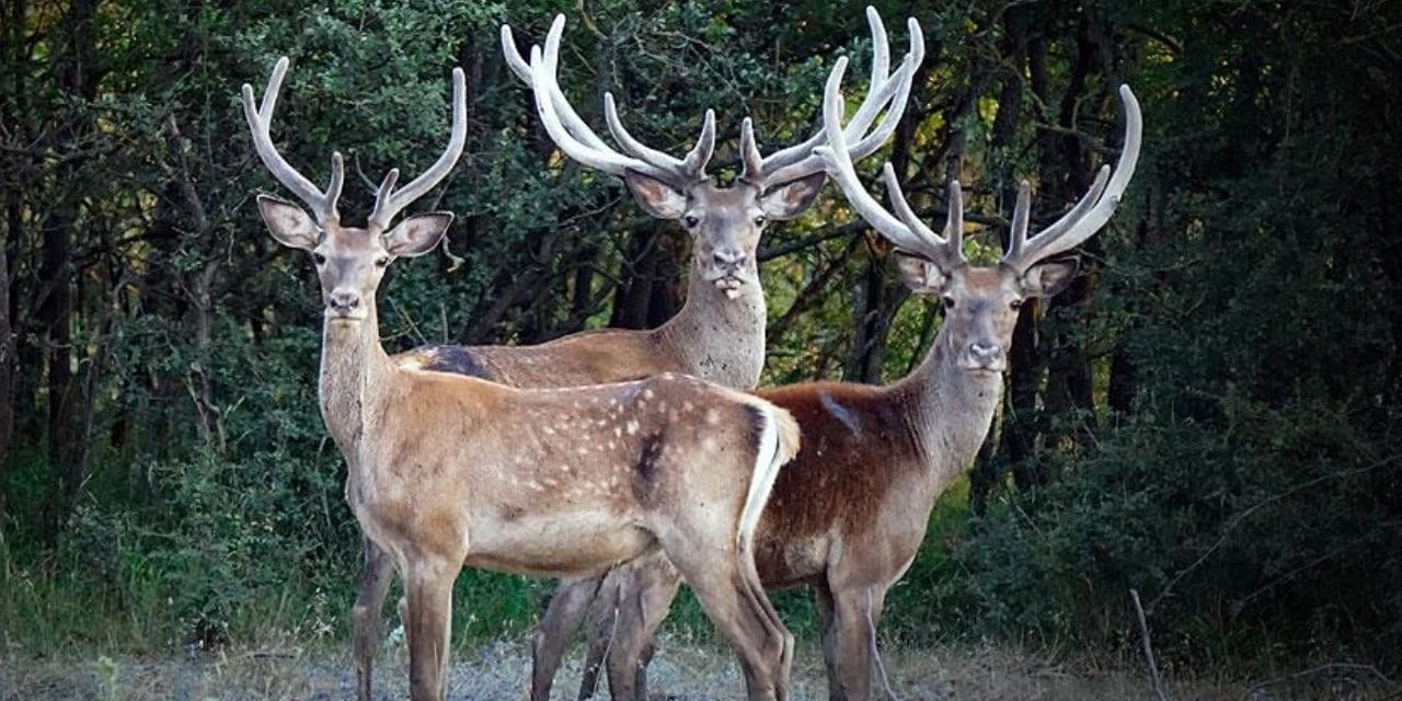 Mahkeme kızıl geyik katliamına 'dur' dedi