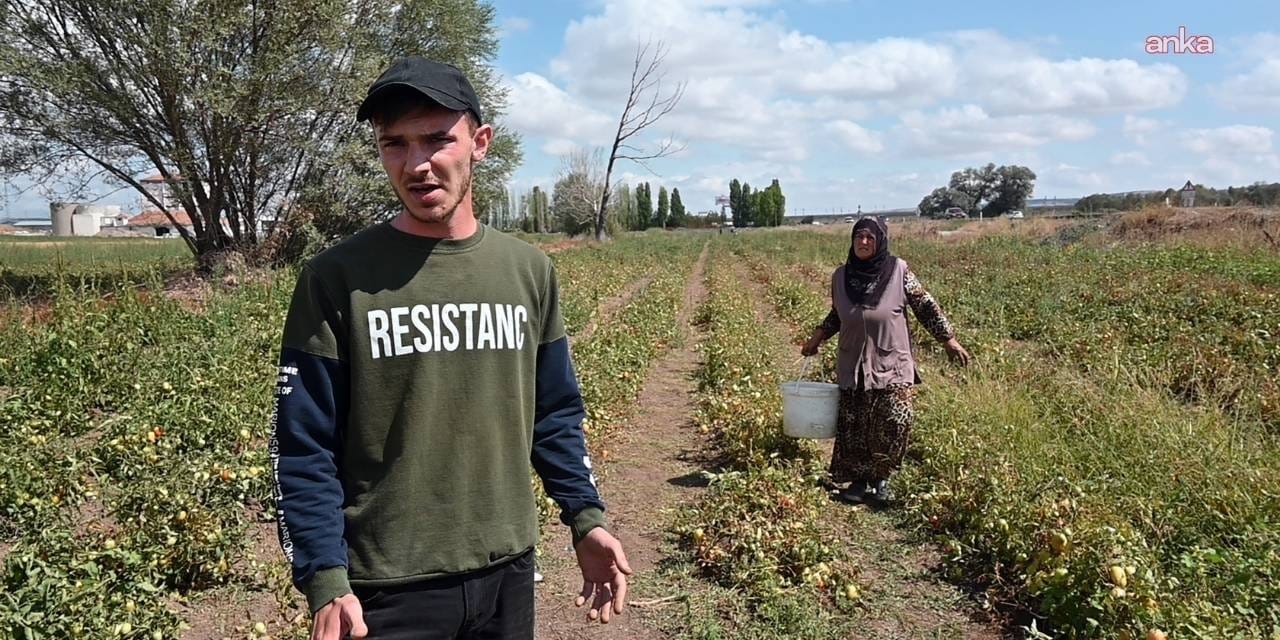 Çiftçi maliyetten kurtuldu tüketici ucuza aldı: Tarlasını açtı kova kova topladılar