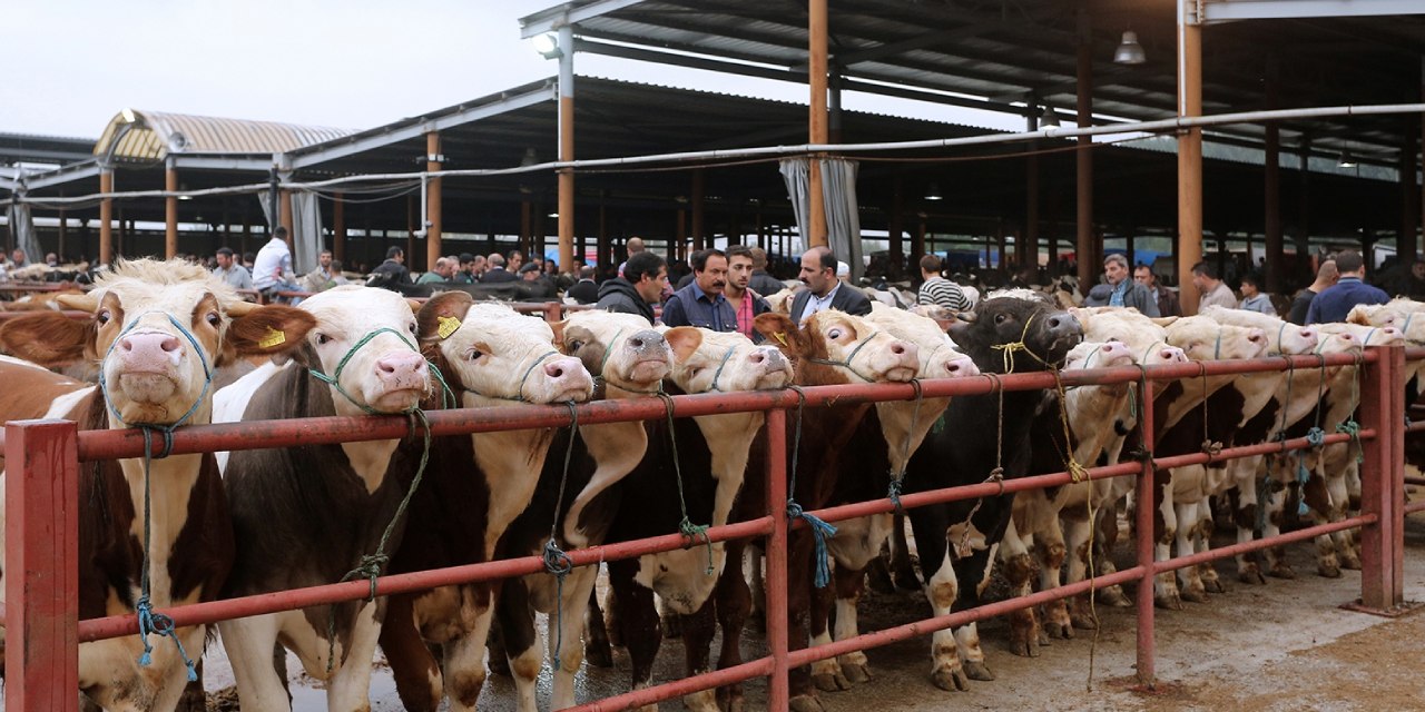 Şap alarmı! Hayvan pazarları yeniden kapatıldı!