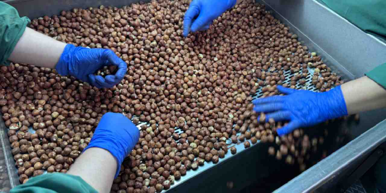 Fındık 124 ülkede alıcı buldu