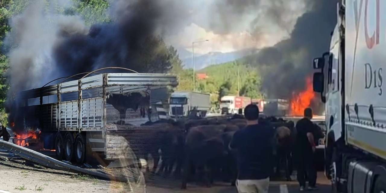 Sığır dolu TIR alev alev yandı