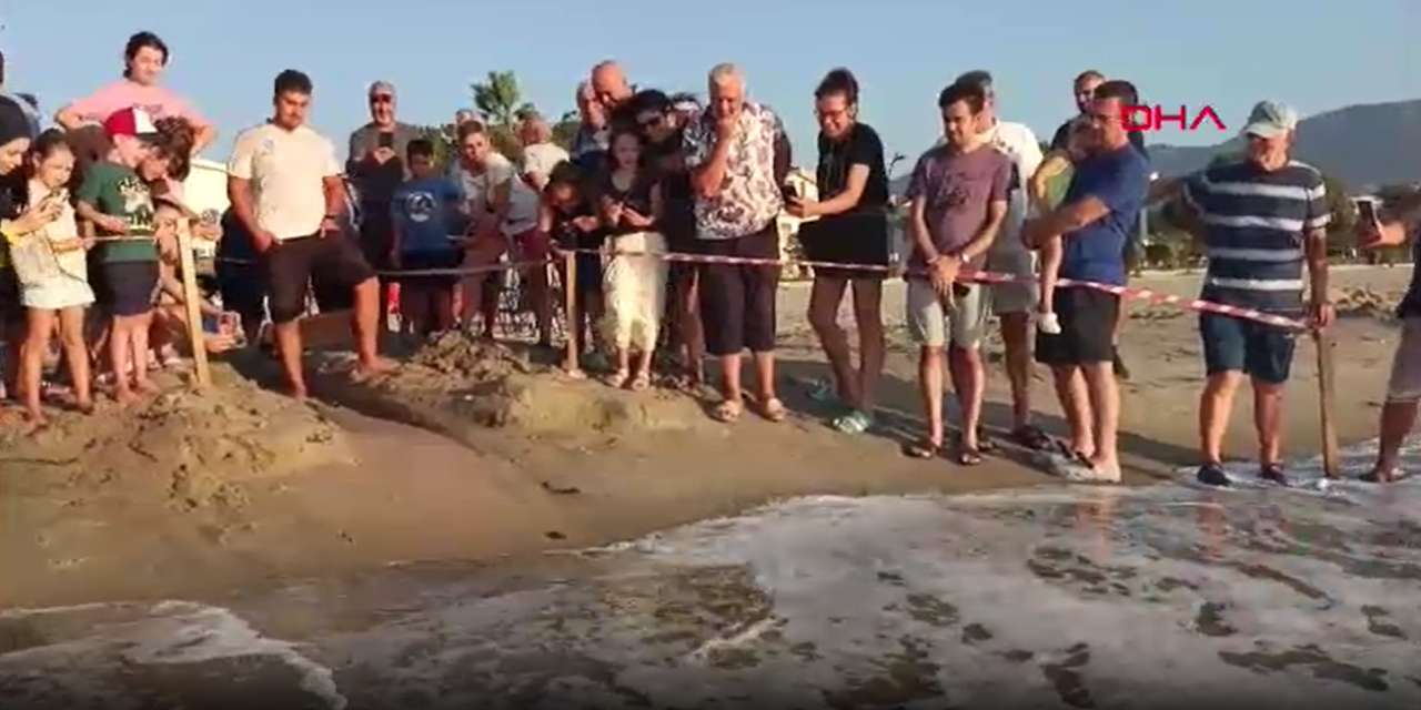 Çöp evden çıkan 469 yavru ilk kez denize koştu