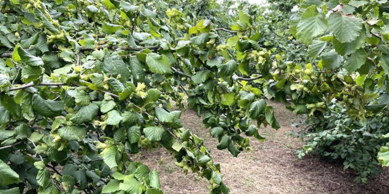 Türkiye'den 124 ülkeye 300 ton ihraç edildi: 2 milyar 349 milyon gelir getirdi