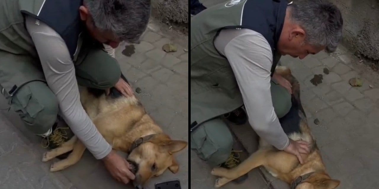 Kedilerin annesi "Öksüz" köpek hayata tutunamadı