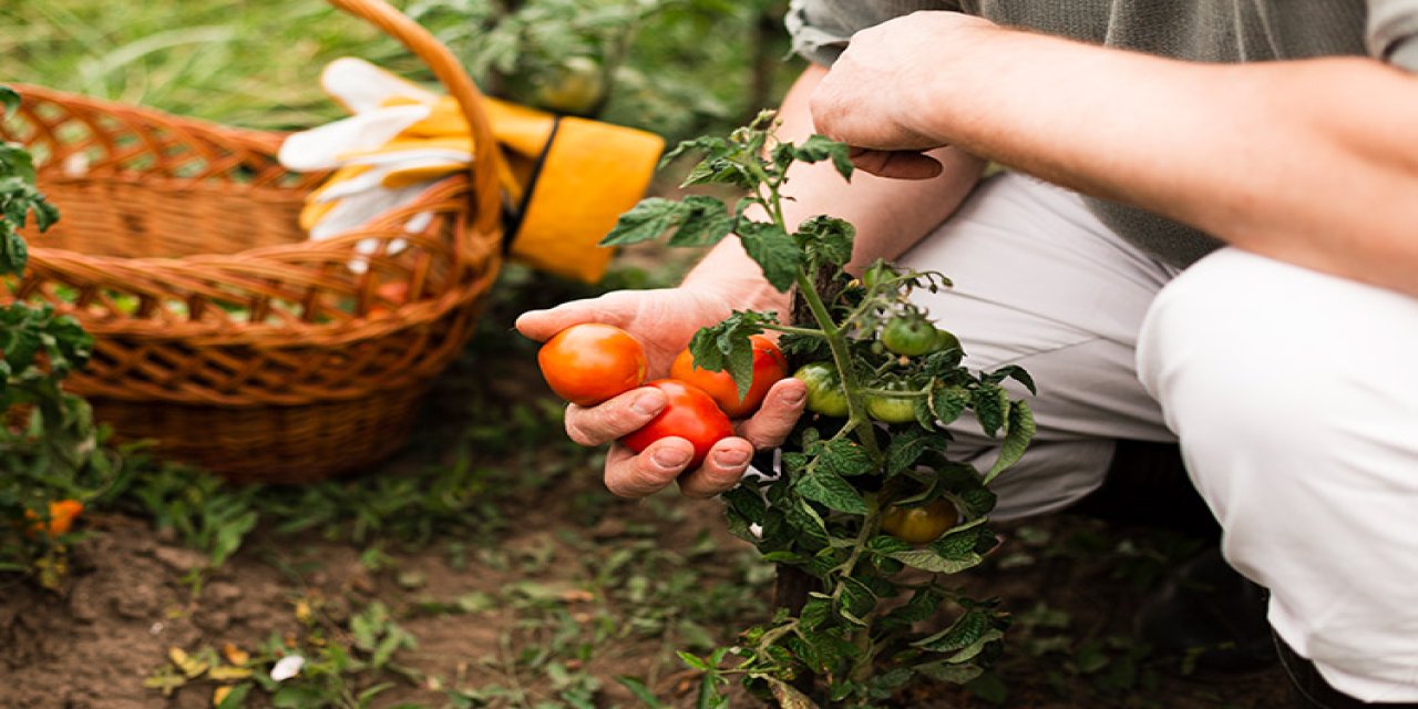 Diyarbakır'da yerel tohum hasadı: Bu lezzetler pazarda bulunmaz!