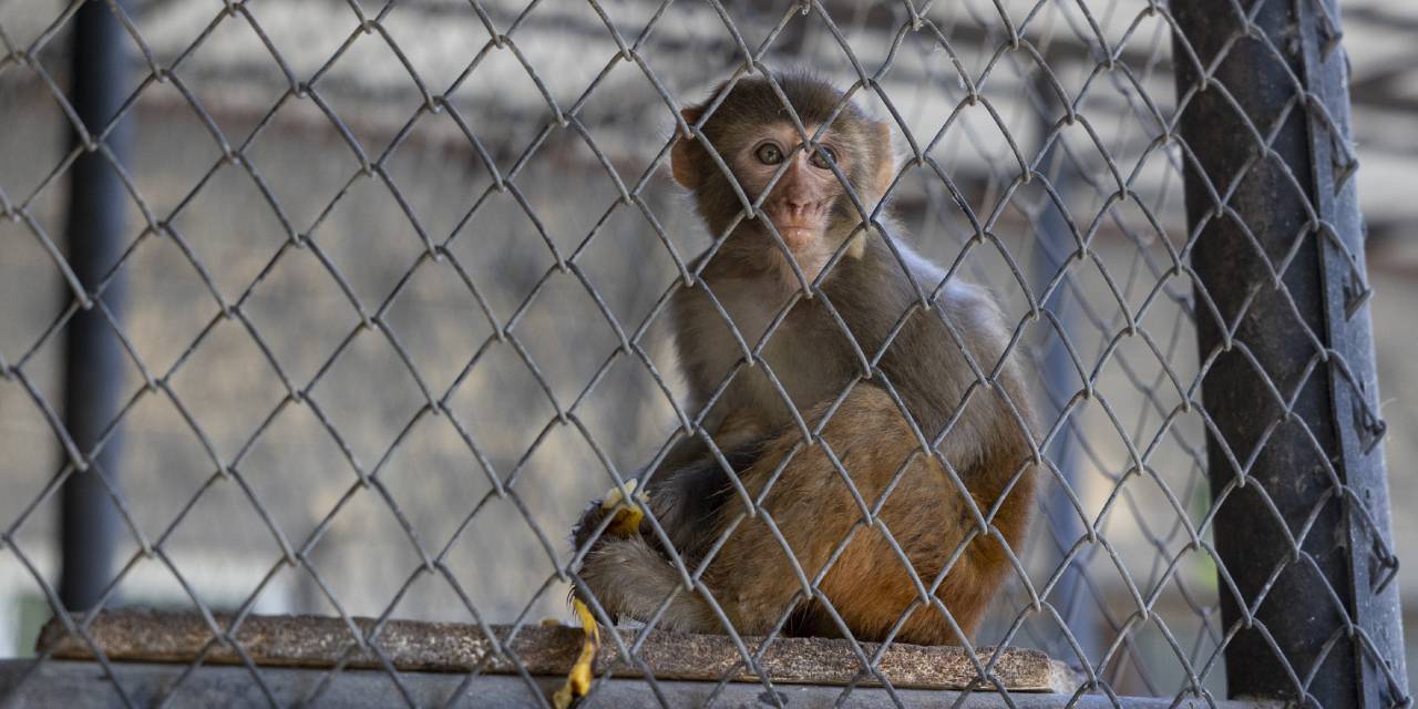 Şiddet mağduru maymun koruma altında