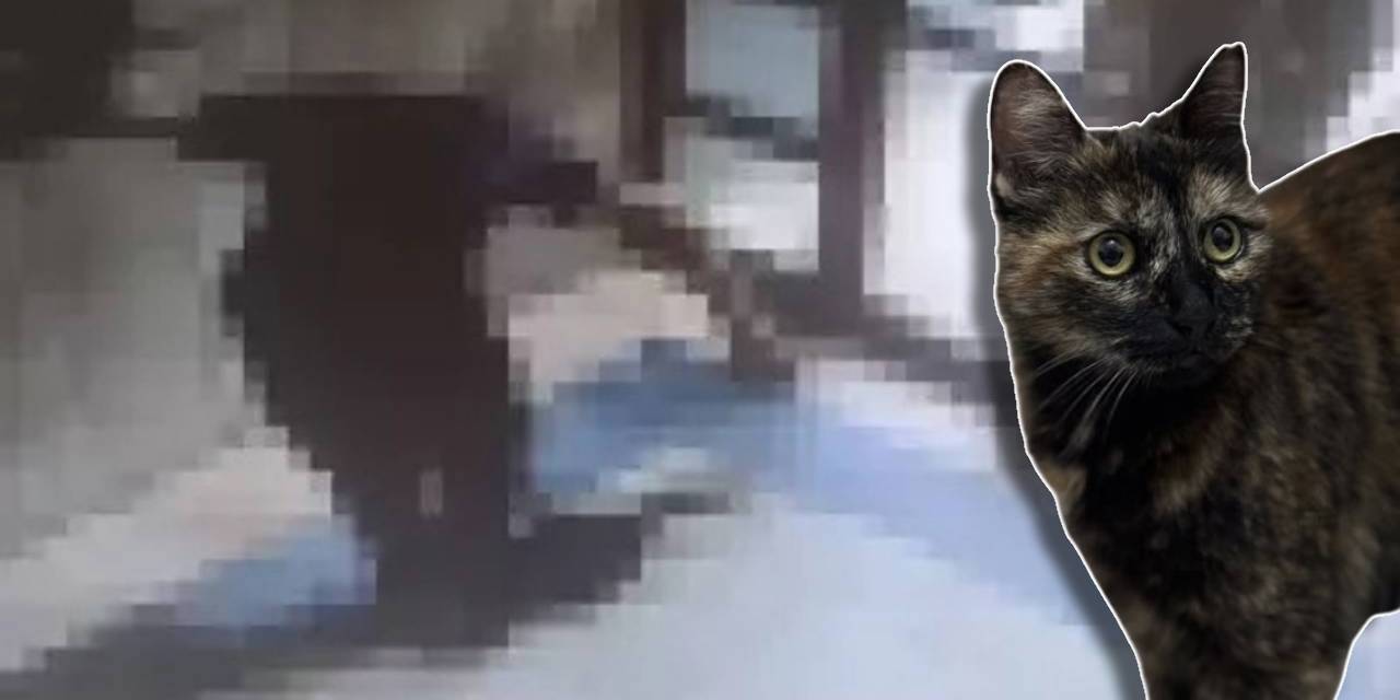 'Cezve' isimli kediyi öldüren cani hakkında dava açıldı