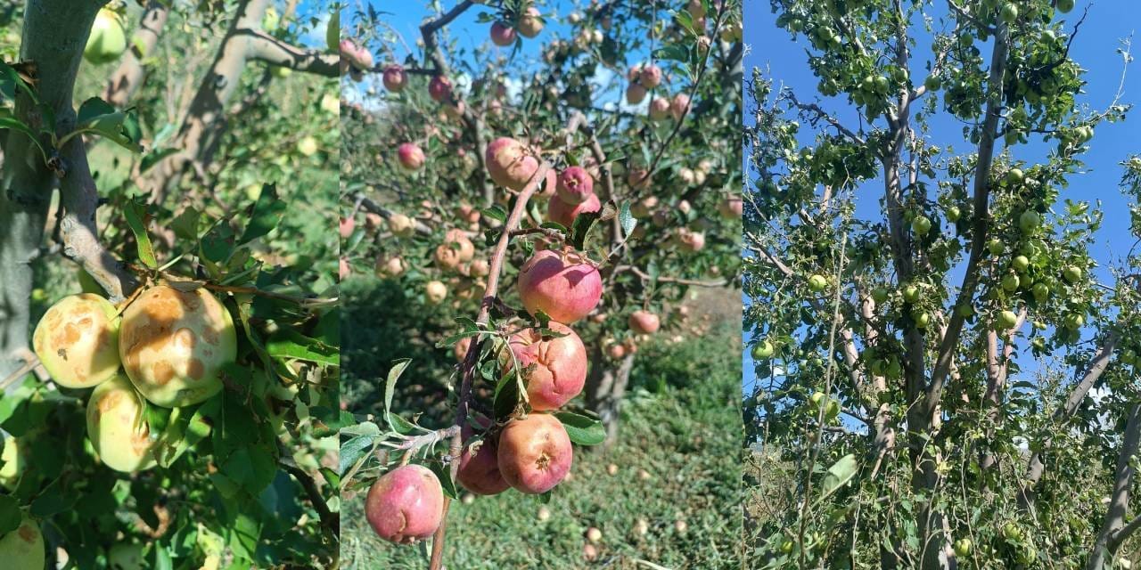 Dolu yağışı Isparta'yı felç etti: En az 100 milyon lira zarar var