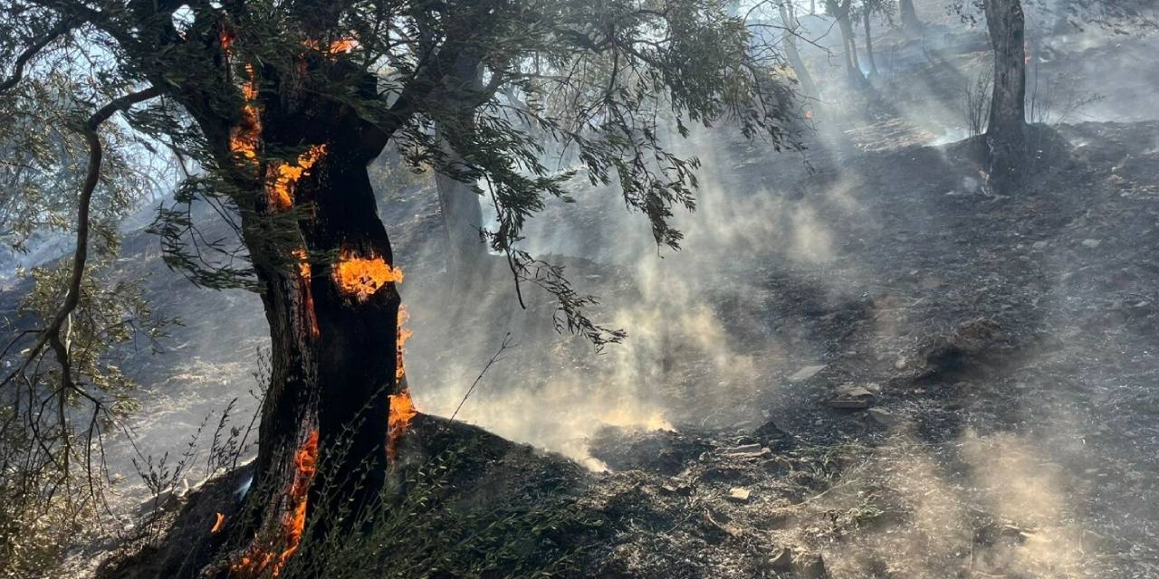 Aydın’da zeytinlik alanda yangın!