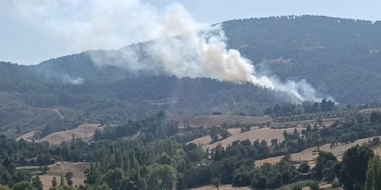 Denizli'de orman yangını!
