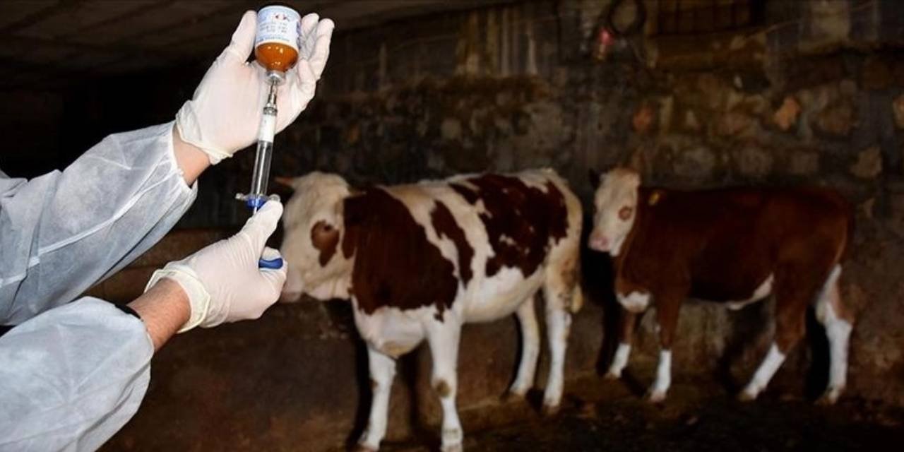 Şap hastalığına karşı 15 milyon doz aşı sevkiyatı