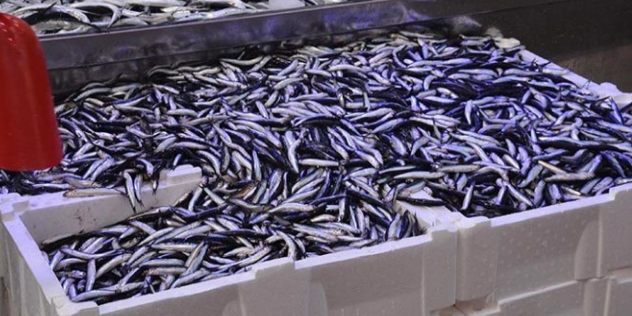 Fiyatı 100 liraya indi vatandaş hücum etti