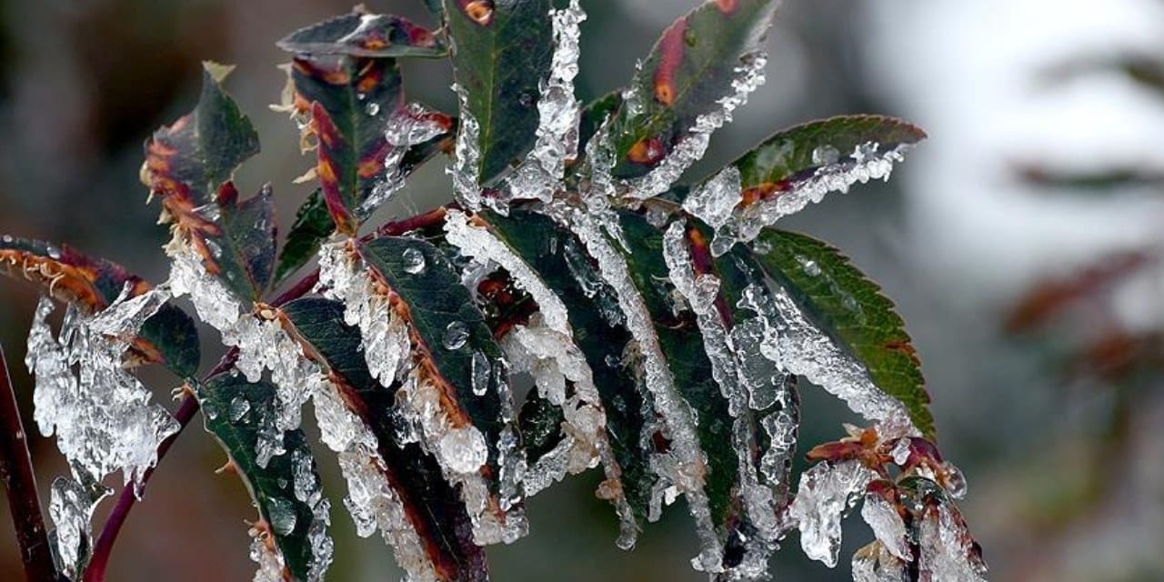 Zirai don destek ödemesi Resmi Gazete'de: Kimler faydalanacak?