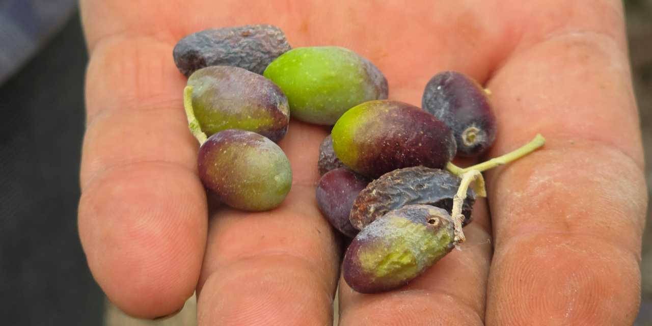 Hatay'ın meşhur zeytinini kuraklık vurdu: Rekoltede dev düşüş!