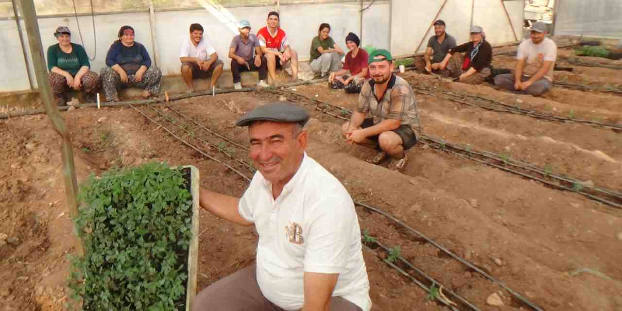 Antalya'da domates fidesi ekimi başladı