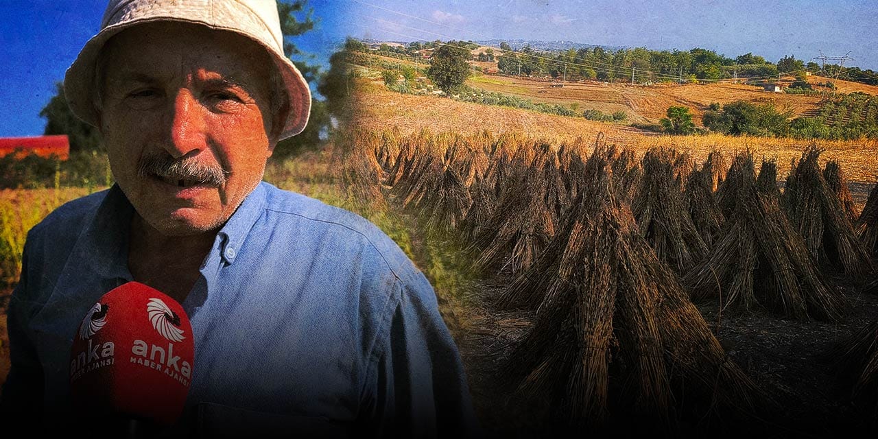 Tarlada makas açıldı çiftçi isyan etti! "Götürür baraja dökerim balıklar yesin"