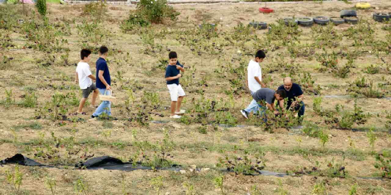 3 yıl önce yetiştirmeye başladı: Mide rahatsızlığına çare oldu!