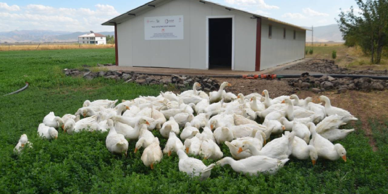 2 bin kaz yavrusu Muş'a kondu: