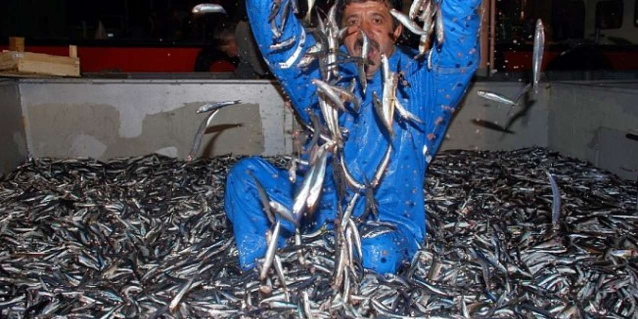 1 metreydi ve kaygandı: Hamsi avında gözler fal taşı gibi açıldı