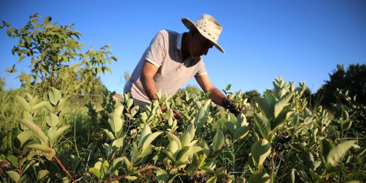 Vefat eden eşi hastayken bulamadığı ürünün üretimine başladı: Tonlarcasını hasat etmeye başladı