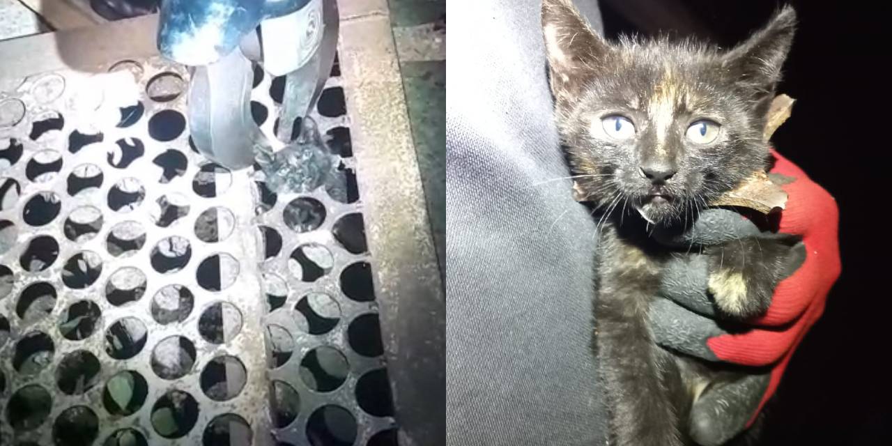 Mazgala sıkışan kedi mahallelinin ‘Mazgal’ı oldu