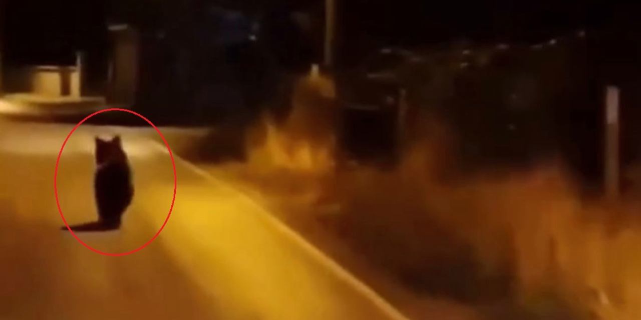 Köy yoluna indi arkasına bakmadan koştu!