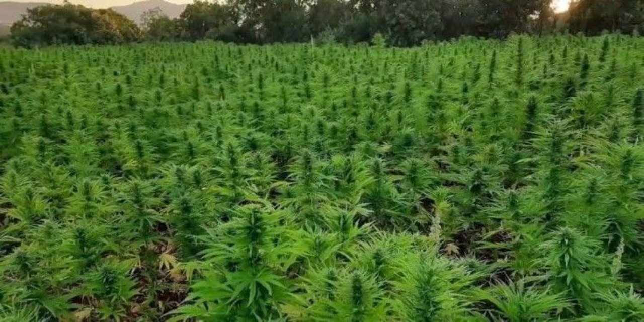 Fındık bahçesinden kenevir çıktı! Baba oğul tutuklandı