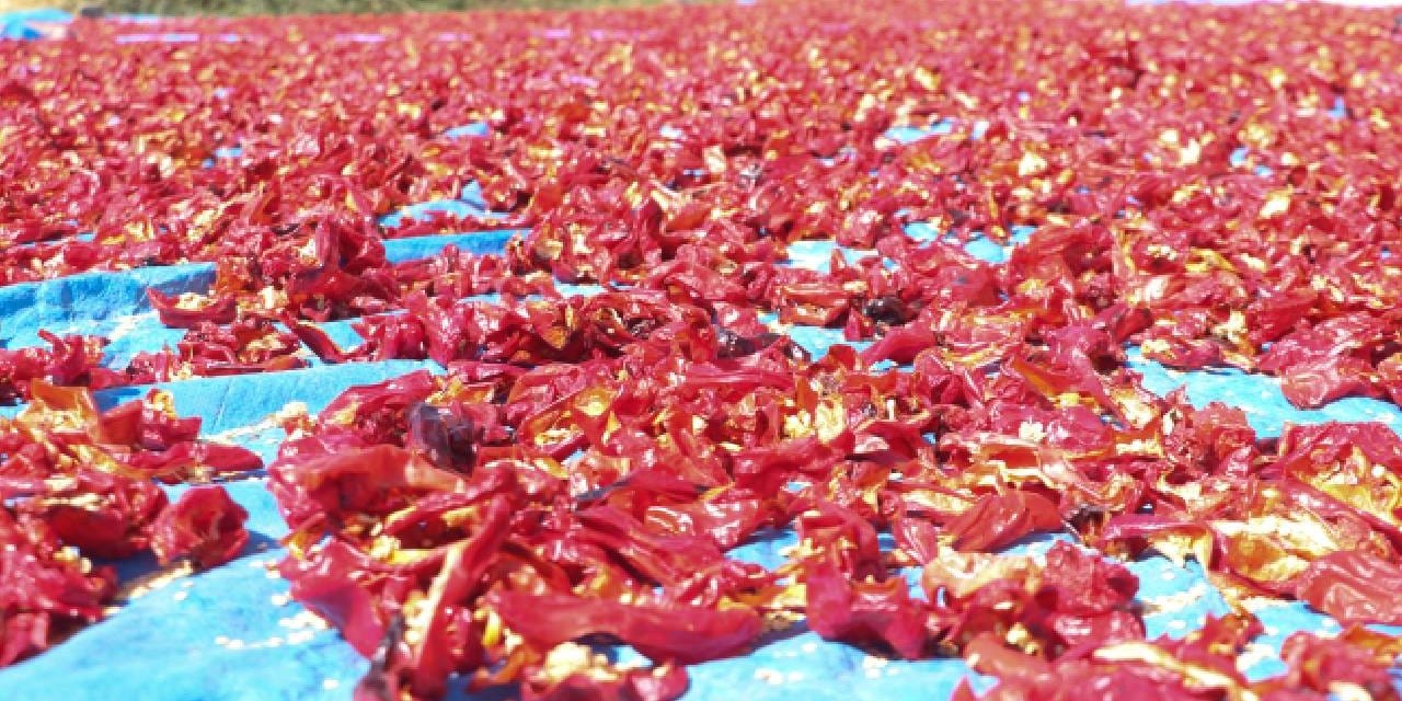 Çocuk gibi büyütüyorlar Kayseri'nin damlarında kuruyor: Bu aroma dünyada yok