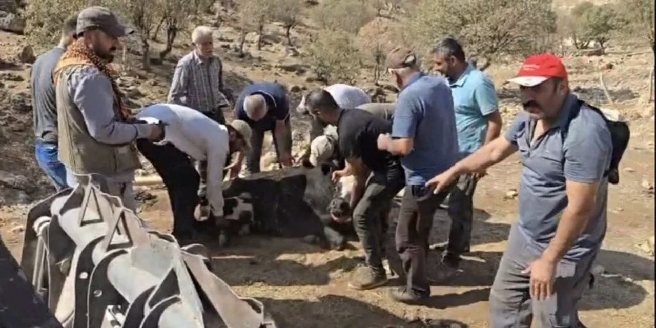 Ayağı kırılan 500 kiloluk ineği omuzlarında taşıdılar