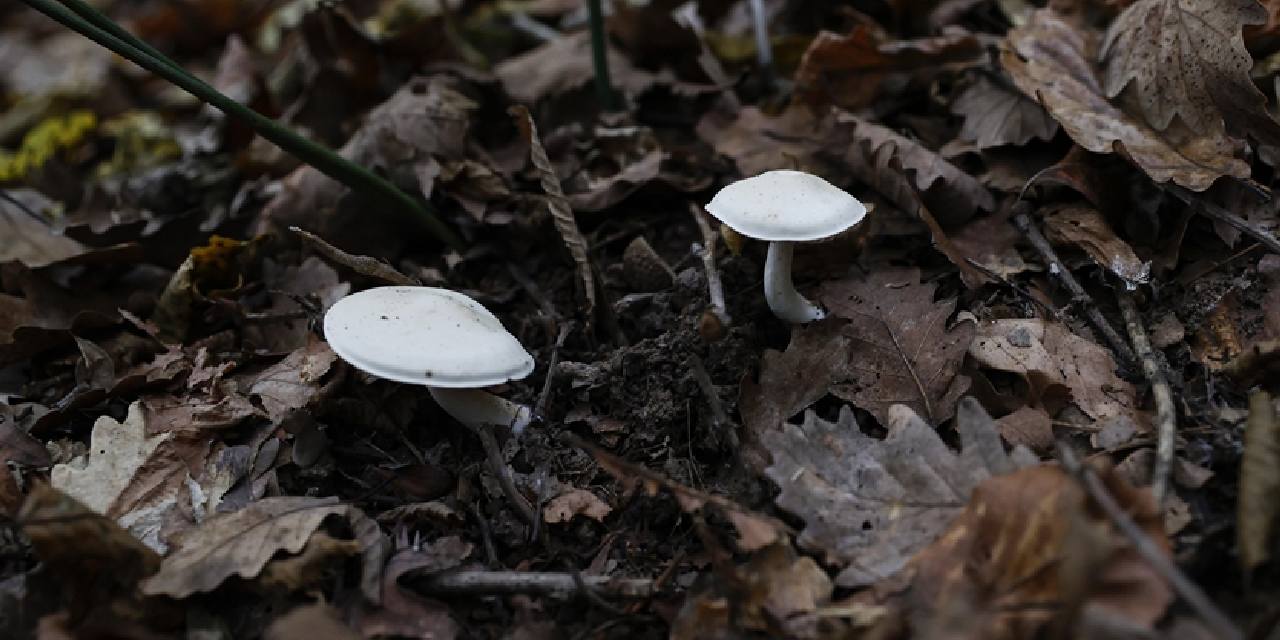 Mantar yedikten sonra yoğun bakıma kaldırıldı!