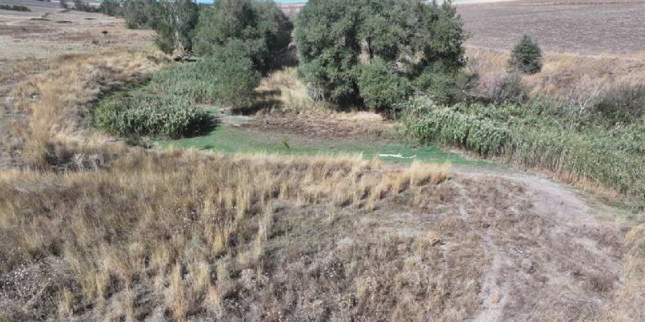 Kuruyan gölet sazlığa dönüştü!