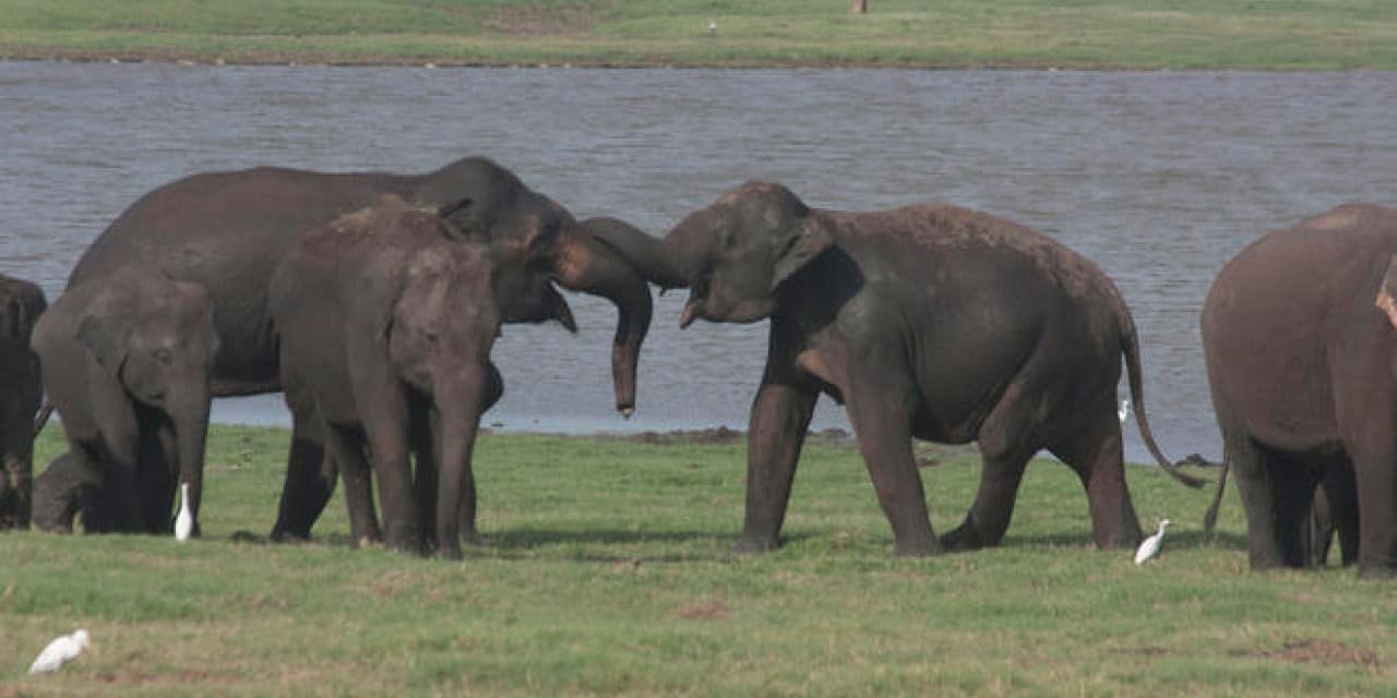 Hayvan kaçakçısı kafese kapatıldı