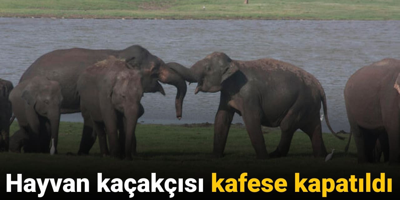 Hayvan kaçakçısı kafese kapatıldı