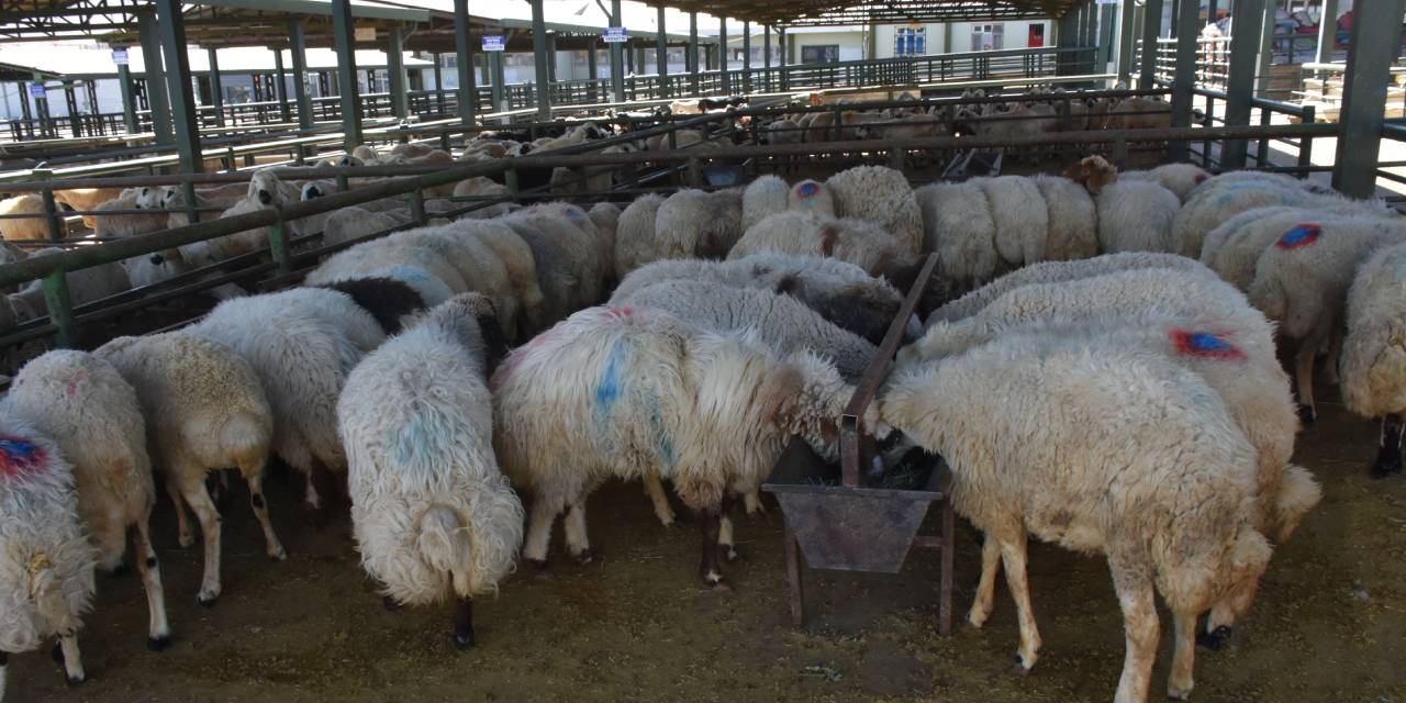 Malatya'da şap hastalığı nedeniyle kapatılan hayvan pazarı açıldı