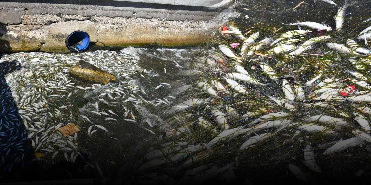 İzmir'de tedirgin eden görüntü: Körfez ölü balıklarla kaplandı!